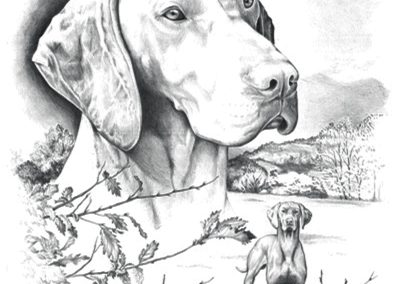 hungarian pointing dog vizsla