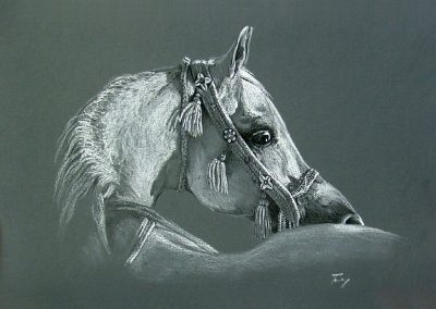 arabian mare 2
