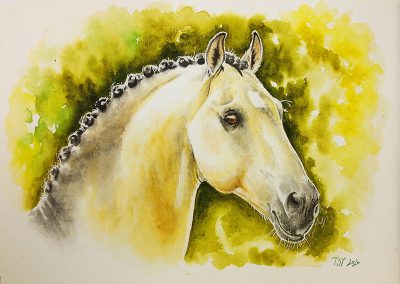andalusian golden stallion